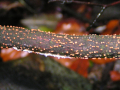 NECTRIA