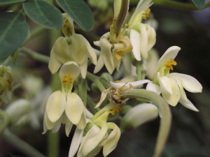 MORINGA