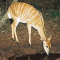 NYALA