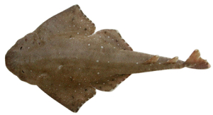 SQUATINA