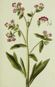 ORCANETTE