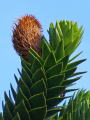 ARAUCARIA