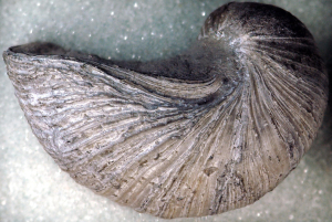 GRYPHÉE