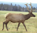 WAPITI