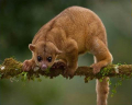 KINKAJOU