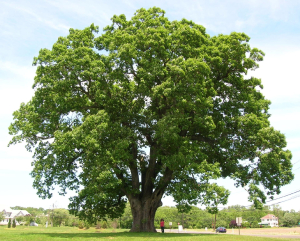 CHÊNE