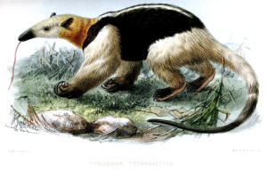 TÉTRADACTYLE