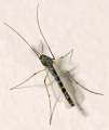 CHIRONOME