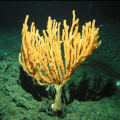 ALCYONAIRE