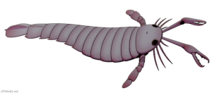 PTÉRYGOTUS