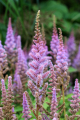 ASTILBE