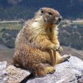 MARMOTTE