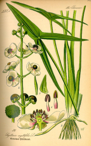 SAGITTAIRE