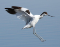 AVOCETTE