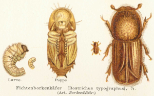 BOSTRYCHE