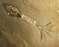 BÉLEMNITE
