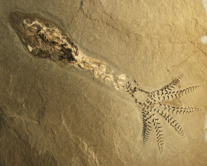 BÉLEMNITE