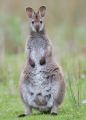 WALLABY