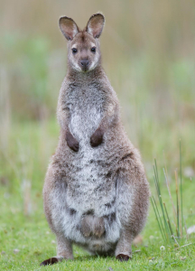 WALLABY
