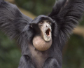 SIAMANG