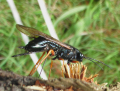 SIREX