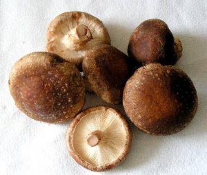 SHIITAKÉ