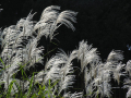 <i>Miscanthus sacchariflorus</i> "Eulalie géante"