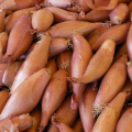 ÉCHALOTE