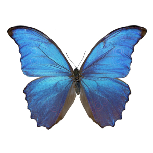 un morpho