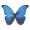 Image Lepidoptera
