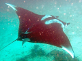 MANTA