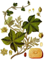 COLOMBO