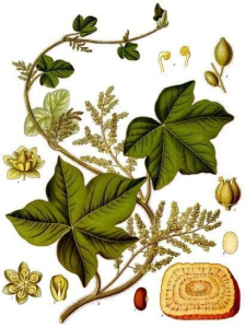 COLOMBO