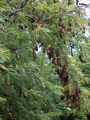 TAMARINIER