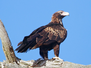 URAÈTE