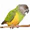 Logo Psittaciformes
