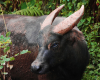 TAMARAU