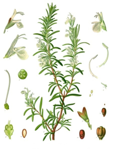 ROMARIN