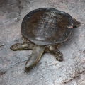 TRIONYX