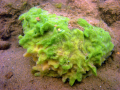 SPONGILLE