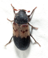 DERMESTE