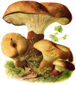 PAXILLE