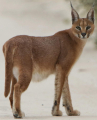 CARACAL