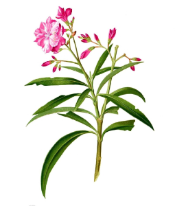 un oléandre
