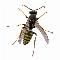 Logo Insectes