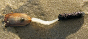 LINGULE