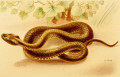TRIGONOCÉPHALE