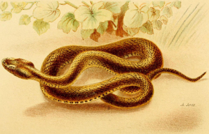 TRIGONOCÉPHALE