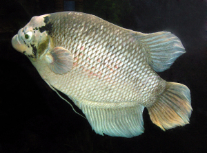 GOURAMI