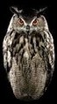 hibou